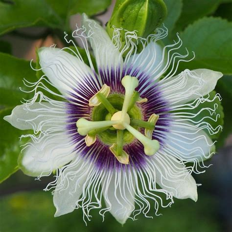 Buy Edible Fruited Passion Flower Passiflora Edulis Delivery By