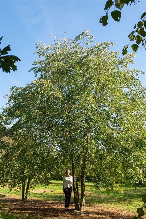 Tilia Cordata Usda Zone 4a 8b Usda Zones Dolores Park Trees Tree