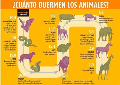 ¿cuánto Duermen Los Animales Muy Interesante México Everand