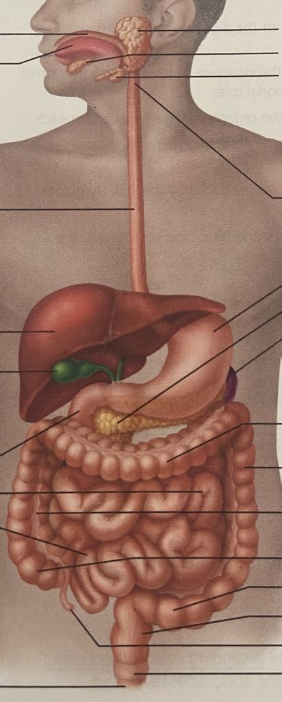 Gross Anatomy Of Salivary Glands And Small Intestine Diagram Quizlet