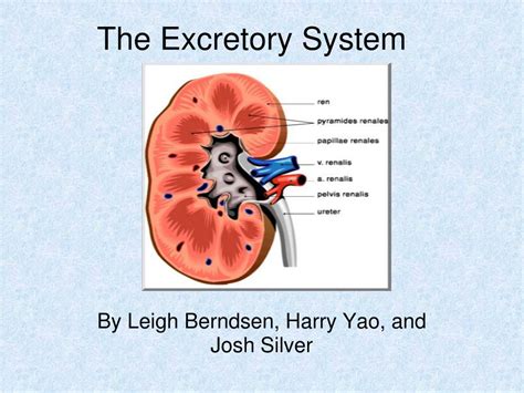 Ppt The Excretory System Powerpoint Presentation Free Download Id