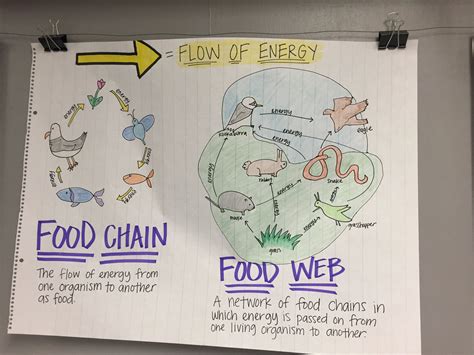 The population of species in a food chain is shown using a pyramid of numbers. Food Chain Anchor Chart | Science anchor charts, 5th grade ...