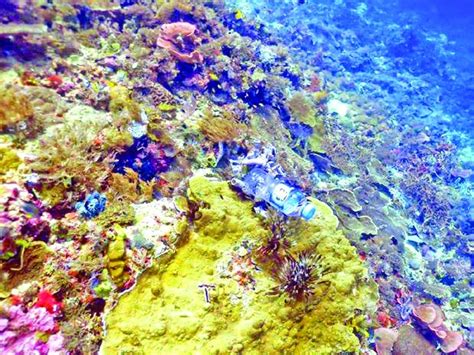 Plastics Threat To Coral Reef The Asian Age Online Bangladesh