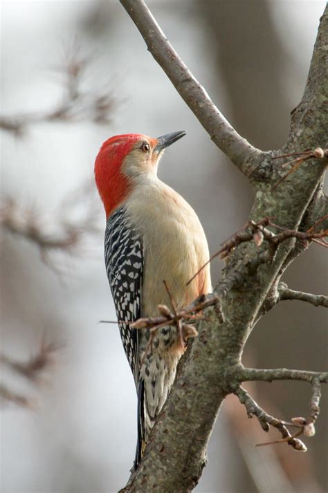 Red Bellied Woodpecker Audubon Field Guide