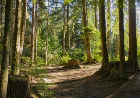 Tall Trees In Dense Forest In British Columbia Stock Photo Image Of