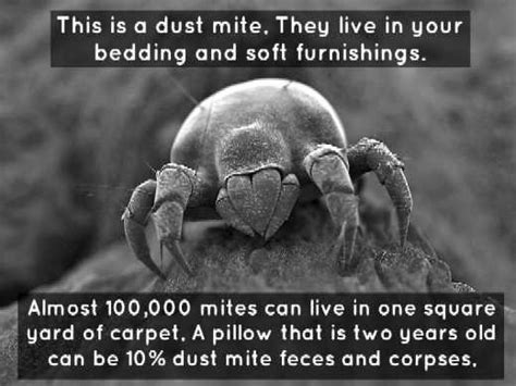 Dust Mites Dander And Dead Skin Cells Carpet Dry Tech Hard Floor