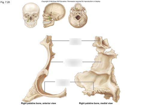 Anatomy Lab Axial Skeleton Palatine Bone Diagram Quizlet