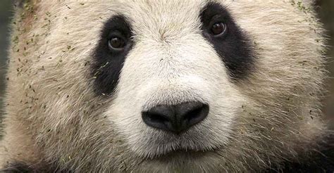 China Photo Tour Panda Photography Expedition