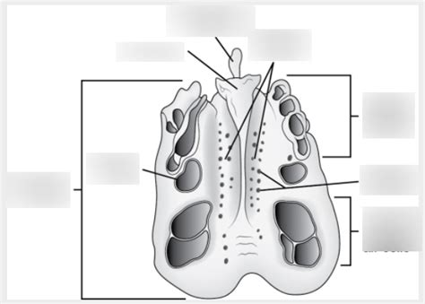 Superior View Of Ethmoid Bone Diagram Quizlet