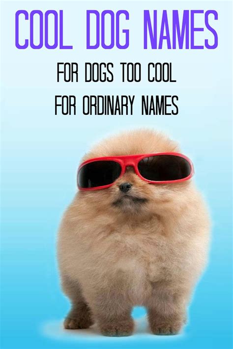 Cool Dog Names For Dogs Too Hip For Ordinary Names