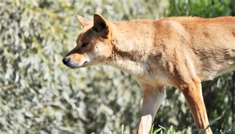 Basenji Dingo Genomes Shake Up Dog Evolution Futurity