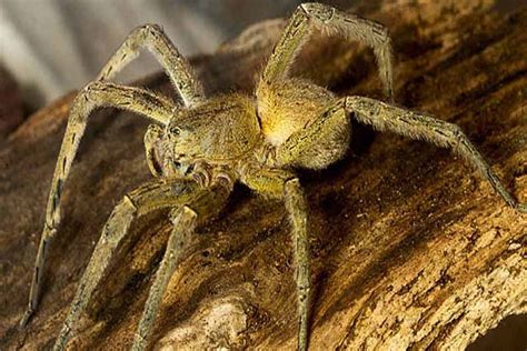 10 Scariest Spiders In The World Depth World