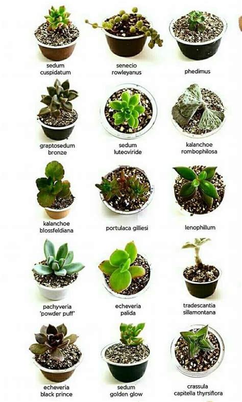 We hope that these tips and tricks on how often to water cactus was helpful. How Often To Water Succulents To Avoid Over or ...