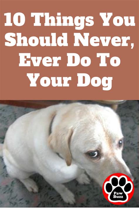 10 Things You Should Never Ever Do To Your Dog Dog Training Dogs