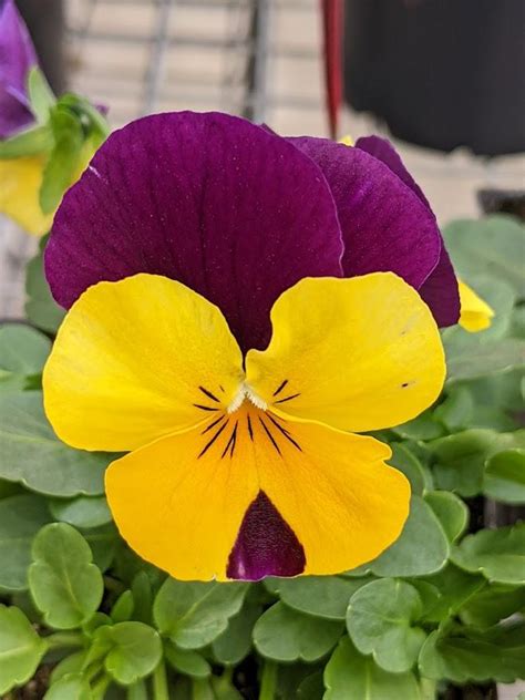 Photo Of The Bloom Of Viola Cornuta Penny Yellow Jump Up Posted By Joy