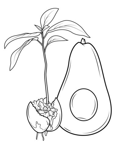 Maybe you would like to learn more about one of these? How Avocado Grows coloring page | Free Printable Coloring ...
