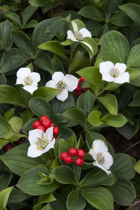 Flowers are always a good idea no matter what the occasion is. Official national flower for Canada - Bunchberry is the ...