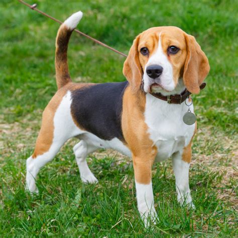 Beagle Breed Information Characteristics And Heath Problems