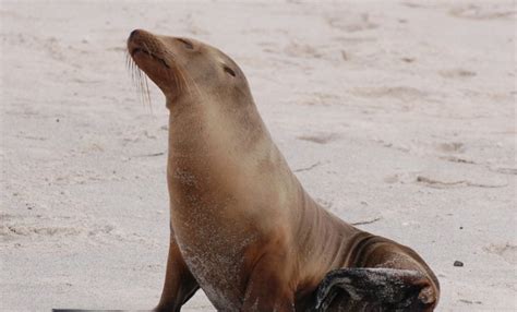 Sea Lion Pulls Girl Off Pier Into Water Video Opposing Views
