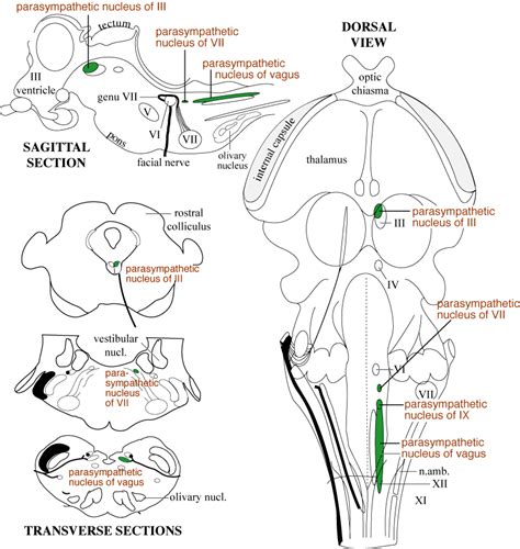 .of the deep cerebellar nuclei in the monkey, with observations on the brainstem projections of the dorsal column nuclei. Brainstem Parasympathetic Nuclei