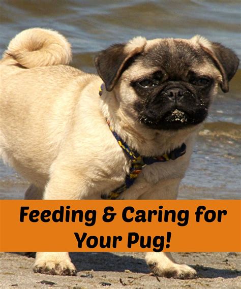 Feeding Your Pug Diet And Nutritional Needs Pugs Pet Pug Pugs And