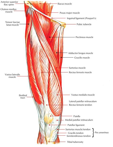 Easy Notes On Muscles Of Anterior Compartment Of The Thigh Thigh