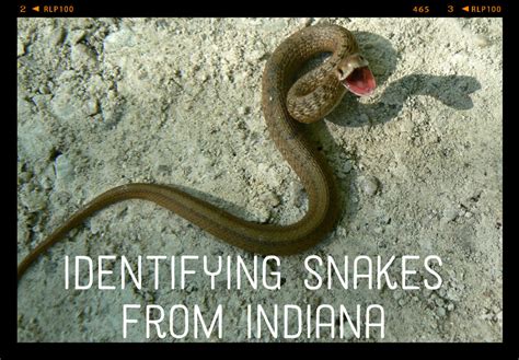 How To Identify The Snakes Of Indiana Owlcation