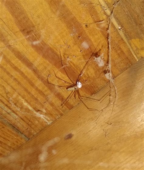 Doors, cracks, and windows are the usual culprits. My Dad's Name is Harold: Yes, I'm an arachnophile ...