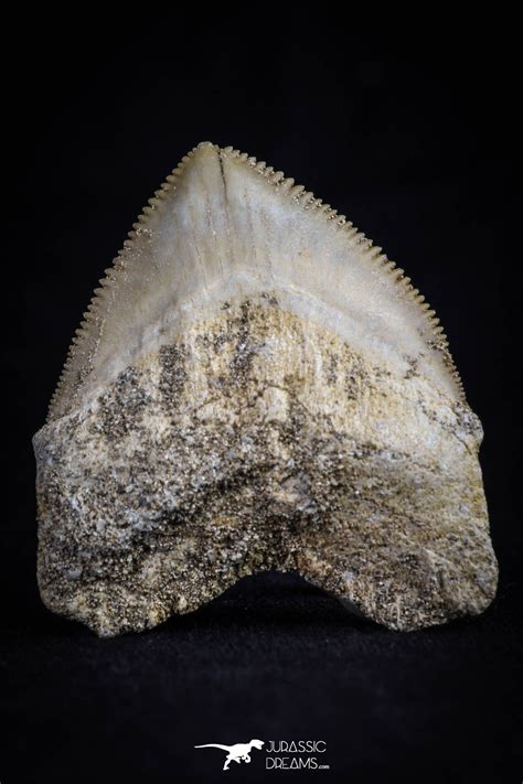 Top Huge 133 Inch Squalicorax Pristodontus Crow Shark Tooth