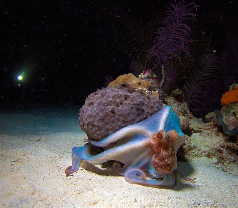 Small Octopus Sitting On Coral During Night Dive Cuba Photograph By Rostislav Ageev Fine Art