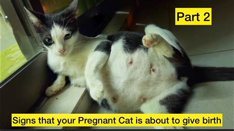 Signs That Your Pregnant Cat Is About To Give Birthcat Giving Birth