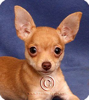 Check out our portland oregon selection for the very best in unique or custom, handmade pieces from our prints shops. Portland, OR - Chihuahua. Meet Spikey a Puppy for Adoption ...