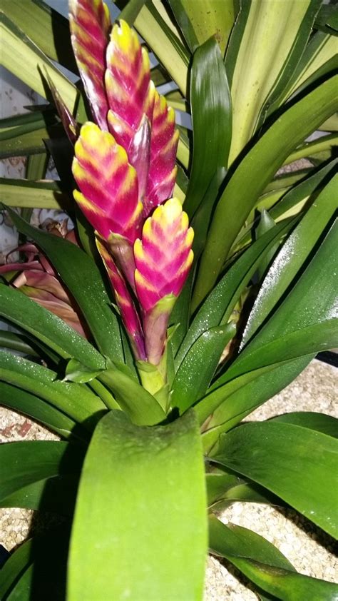 Bromeliad A Beautiful Specimen In An Indoor Decor Indoor Garden