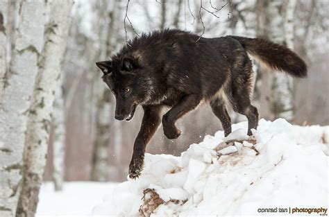 Maybe you would like to learn more about one of these? White Wolf : Perfect Timing Photos: A Close Encounter With ...