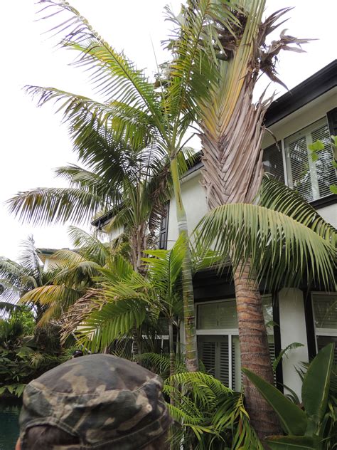Areca palms are large, lush palms that are sure to add a tropical flair to any space. Clinostigma harlandii southern California | Plant leaves ...