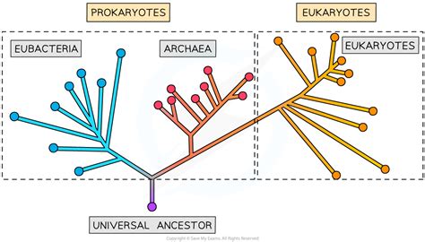 Cie A Level Biology复习笔记1812 The Three Domains Archaea Bacteria