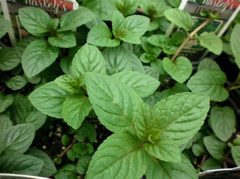1 Plant Of Perennial Chocolate Mint Herb Garden And Outdoor