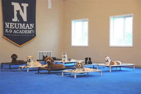 Dog Training Boot Camp Mn Neuman K 9 Academy Dog Training Dog Boot