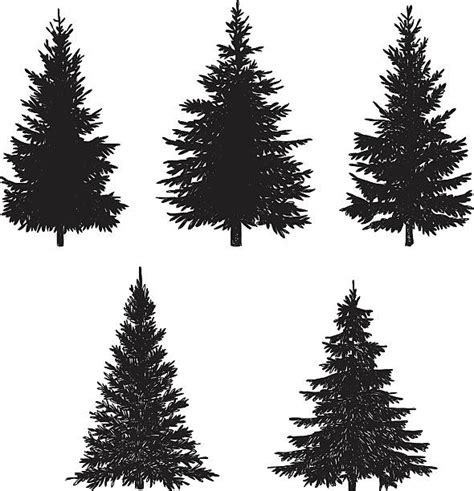 Evergreen Tree Illustration