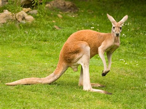 3 Kangaroos Escape From German Zoo With Help From Fox And Wild Boar