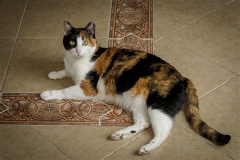 8 Interesting Things About Calico Cats