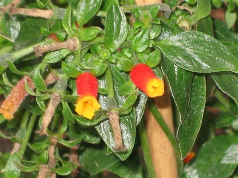 The candy corn vine is known to be attractive to bees, butterflies and birds. Lisa Bonassin's Garden: What's Blooming Now - Candy Corn ...