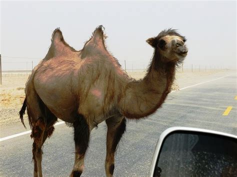 Camelcase is the practice of writing compound words or phrases in which the words are joined without spaces and are capitalized c# uses this convention and in java we use this for class or enum naming. Oh The Fiber- Camel Part 1 | The Fiber of My Being