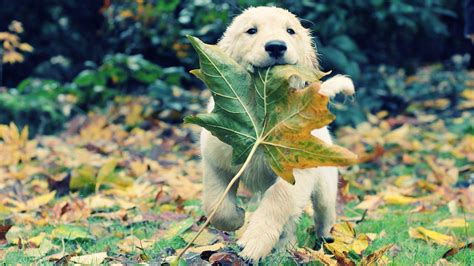 Autumn Animals Leaves Grass Dogs Puppies Adventure Golden Retriever