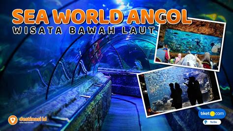 Aquarium Sea World Ancol Cocok Buat Liburan Mu Makin Seru Taman