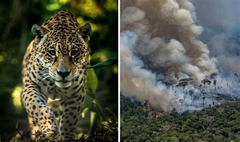 Amazon Fires Latest News What The Amazon Rainforest Fires Mean For