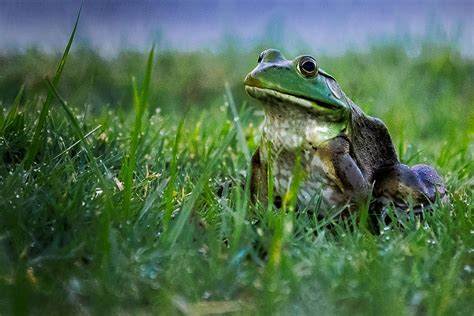Frog In The Grass Photograph By John Schultz