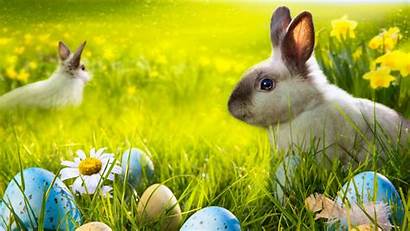 Easter Spring Wallpapersalley Happy