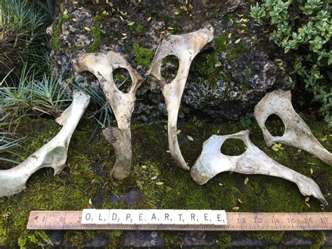 Real Fallow Deer Pelvis Bones Anatomy Genuine Remains Skeleton Animal