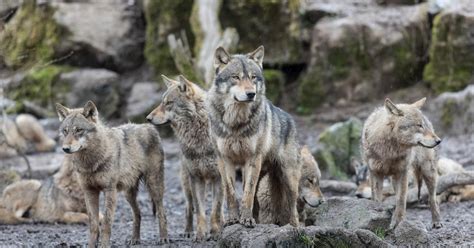 The critically endangered red wolf is limited . 7 Reasons Why Wild Wolves Are So Amazing
